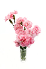 Beautiful pink carnation flowers isolated on white background