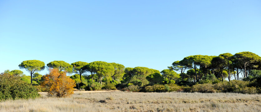 Paisaje del Pinar de la Algaida en el Parque Natural Bahía de Cádiz, Andalucía, España.