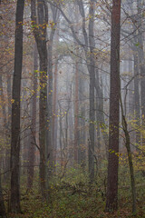 misty autumn forest in the morning