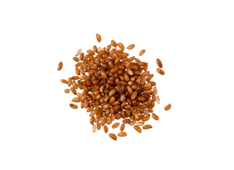 Perfect heap of Brown Teff grain isolated on white with clipping path, no shadows. Super macro shot of brown teff seeeds heap. Teff is gluten-free cereal grain from Ethiopia and Eritrea in Africa