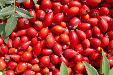 Fresh rosehip fruits - Rosa canina L., green leaves, as a background