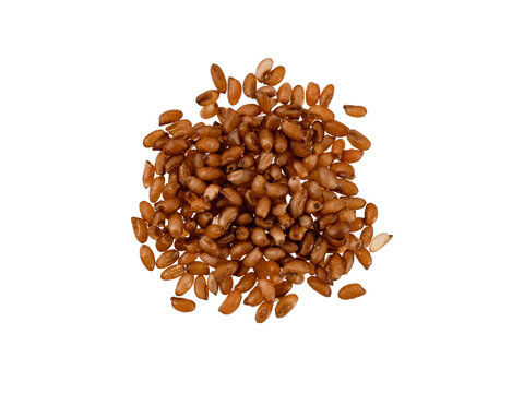 Perfect heap of Brown Teff grain isolated on white with clipping path, no shadows. Super macro shot of brown teff seeeds heap. Teff is gluten-free cereal grain from Ethiopia and Eritrea in Africa