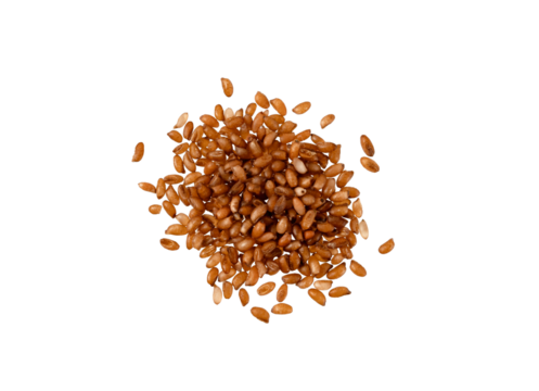 Perfect heap of Brown Teff grain isolated on white with clipping path, no shadows. Super macro shot of brown teff seeeds heap. Teff is gluten-free cereal grain from Ethiopia and Eritrea in Africa