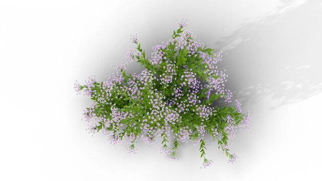Schotti flower on a white background 3D animation, Flowering shrubs animate in the wind on white background with alpha matt 3D virtual tree. Separated with alpha channels. Top View Camera