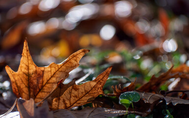 Earthy warm colored leaves returned to the mother who gave birth to them a year ago. Light blobs and bubbles in the background.