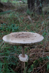 mushroom in the forest