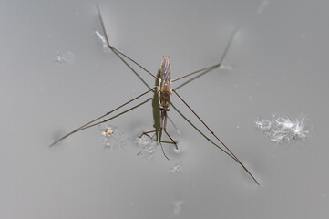 Aquarius sp. - Water strider - Punaise aquatique