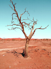 Fototapeta na wymiar Namibia Sossusvlei Dead Tree