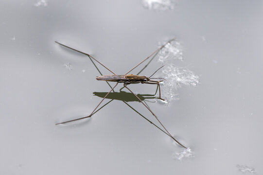 Aquarius sp. - Water strider - Punaise aquatique