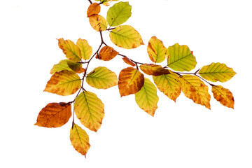 Zweig einer Buche im Herbst mit Herbstlaub