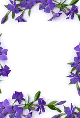 Fototapeta na wymiar Frame of periwinkle violet flowers on a white background with space for text. Top view, flat lay. Spring flowers