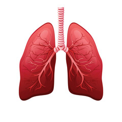 Healthy Lungs Human Body internal organs