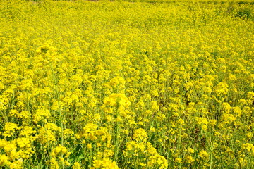 一面に咲きそろった黄色い菜の花