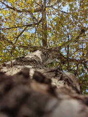 Fototapeta premium tree in the forest