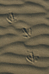 Footprints of a Gull in the sand on the beach
