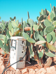 Namibia Desert Cactus Pump