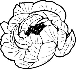 Fototapeta premium Peony