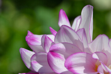 Fototapeta premium Dahlia Georginia beautiful flower closeup. Macro of single gently violet Dahlia hybrida. 