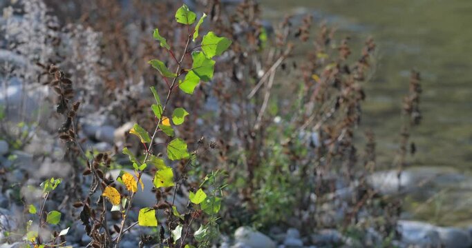 Fiume Autunno