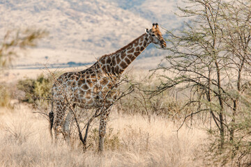 giraffe in the wild
