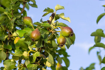 A bunch of pears in the tree. Benefits of pears. Blue sky Background.