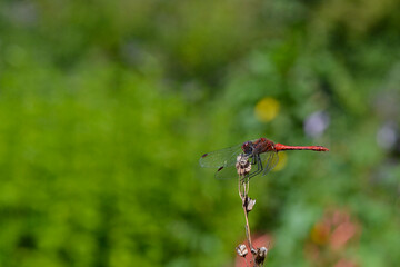 The ruddy darter (Sympetrum sanguineum), a species of dragonfly of the family Libellulidae. The male ruddy darter sitting on the dry tiny branch of  a plant. Macro insect photography. Selective focus