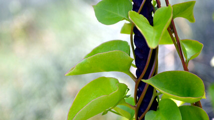 Anredera cordifolia, commonly known as the Madeira-vine or mignonette vine