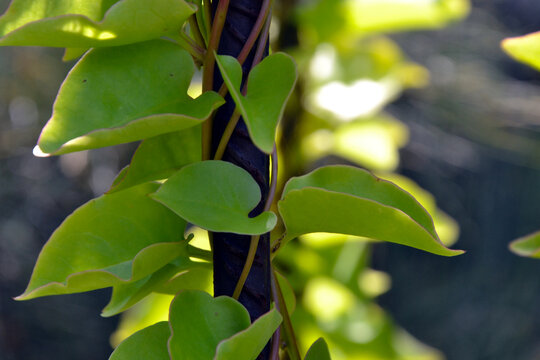 Anredera cordifolia, commonly known as the Madeira-vine or mignonette vine