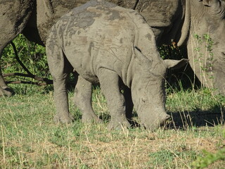 Fototapeta premium Rhinoceros