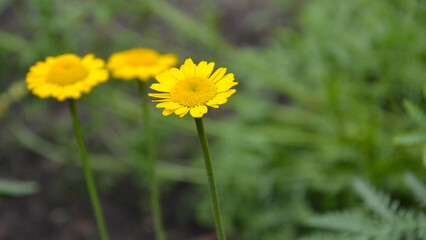 Anthemis tinctoria known also as: Cota tinctoria, the golden marguerite, yellow chamomile, oxeye chamomile, dyer's chamomile, Boston daisy, and Paris daisy. Yellow flowers of Anthemis tinctoria
