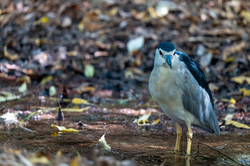 blue heron on the ground 