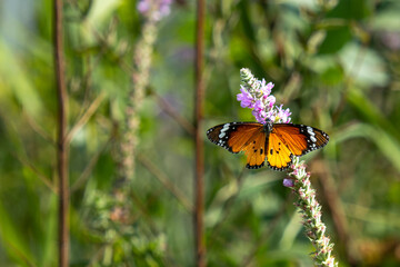 butterfly on a flower