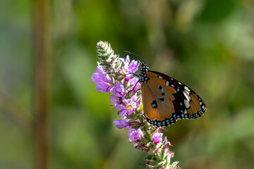 butterfly on flower