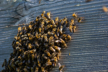 A lot of bees returning to bee hive and entering beehive with collected floral nectar and flower pollen. Swarm of bees collecting nectar from flowers. Healthy organic farm honey