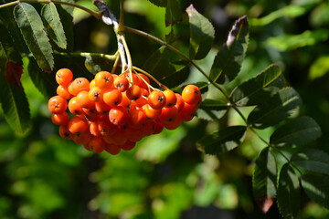 Sorbus aucuparia, commonly called rowan or mountain-ash  quick beam, quickbeam or rowan-berry. Red berries of Sorbus aucuparia. Closeup, selective focus planning - obrazy, fototapety, plakaty