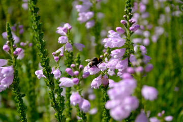 Physostegia virginiana, the obedient plant, obedience or false dragonhead. A bumblebee (or bumble bee, bumble-bee, or humble-beetakes) pollen from the flower