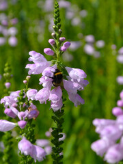 Fototapeta premium Physostegia virginiana, the obedient plant, obedience or false dragonhead. A bumblebee (or bumble bee, bumble-bee, or humble-beetakes) pollen from the flower