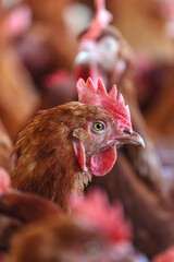 Brown hen on an organic chicken farm