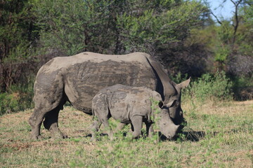Fototapeta premium Rhinoceros Botswana