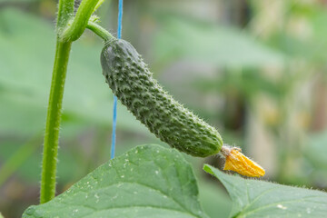 plant cucumber with yellow flowers. Juicy fresh cucumber close-up macro on a background of leaves