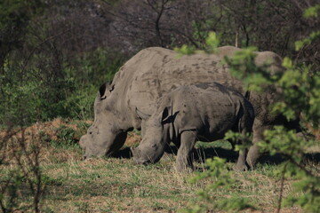 Fototapeta premium Rhinoceros Botswana
