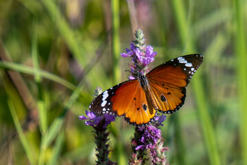butterfly on flower
