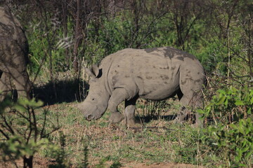 Fototapeta premium Rhinoceros Botswana