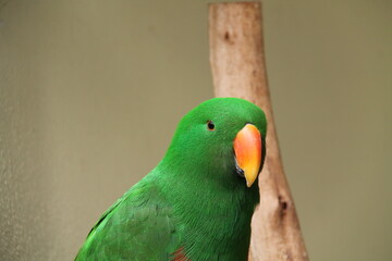 A Brilliant Green Australian Male Eclectus Parrot Bird.