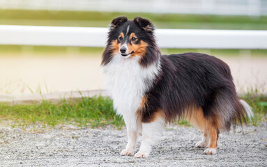 Collie. Sheltie. Stunning nice fluffy tricolor shetland sheepdog, dog outside portrait on a sunny summer day. Little collie dog smiling outdoors with blue heaven sky green grass. Sunlight. Summer - obrazy, fototapety, plakaty