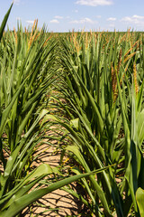 Corn or maize field in organic land agriculture