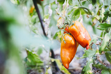 Tomate en train de murir sur le plan dans le potager