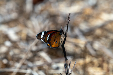butterfly on a flower