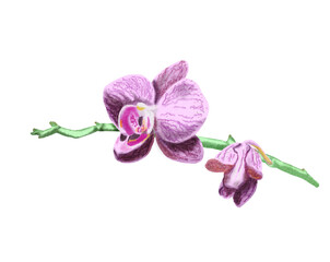 Watercolor illustration of pink orchid flower. Hand drawn romantic image on white background. transparent