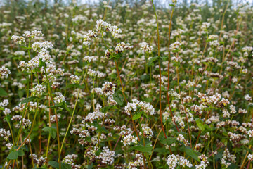 Blooming buckwheat Fagopyrum esculentum field in the rays of the summer sun, close-up